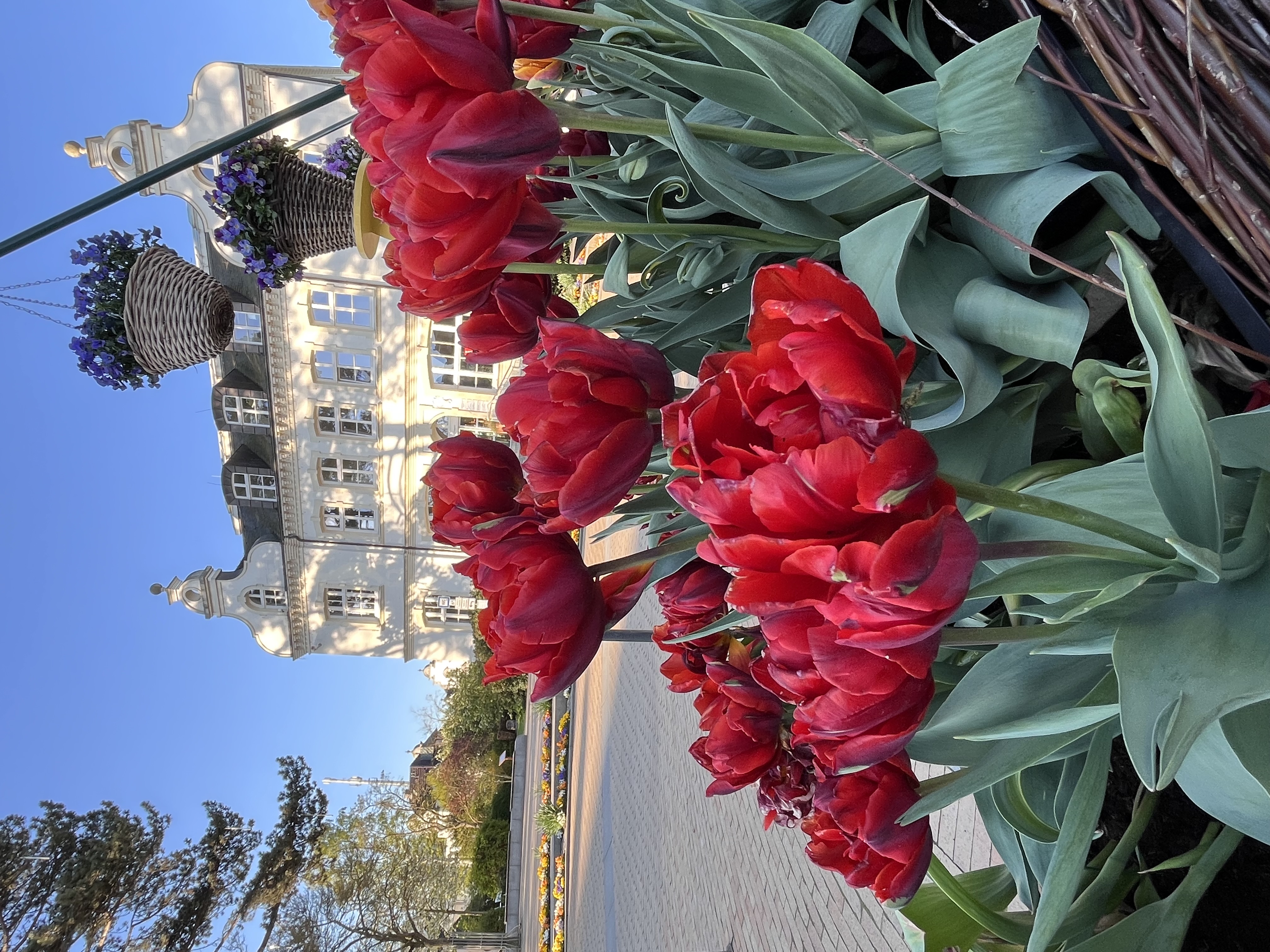 Im Vordergrund sind rote Tulpen zu sehen, die von links unten nach rechts oben diagonal das Bild in der rechten unteren Ecke ausfüllen. Im Mittelgrund sind in der rechten oberen Ecke zwei Blumenampeln mit blauen Blumen zu sehen. Im Hintergrund ist ein weißes Gebäude zu sehen, auf dessen Fassade ein Lichtspiel mit Sonnenstrahlen und Schatten der Bäume zu sehen ist.