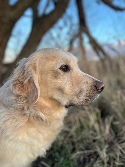 Kopf eines Hundes mit hellbraunem Fell seitlich im Portrait. Im Hintergrund sind Wasser und Bäume zu erkennen.